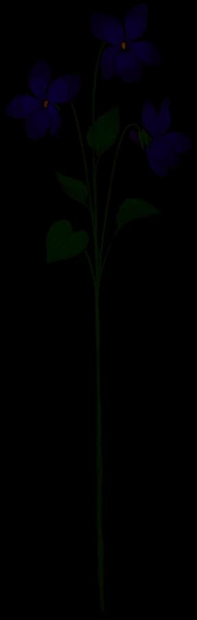 Veilchen – Geburtsblume Februar