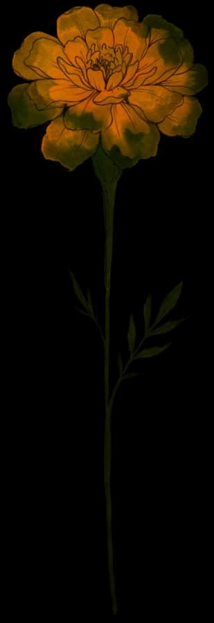 Ringelblume – Geburtsblume Oktober