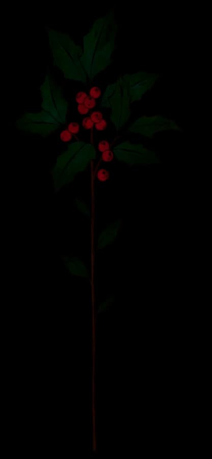 Stechpalme – Geburtsblume Dezember
